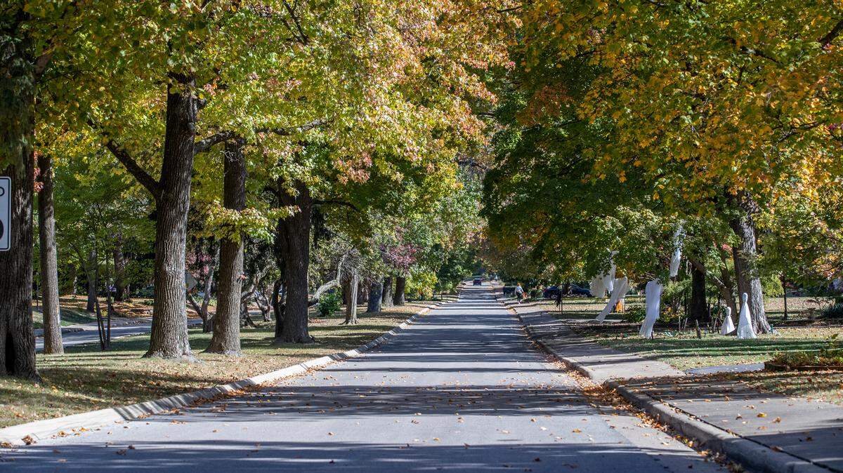Trees along Signal Hill Blvd are starting to show their Fall colors.