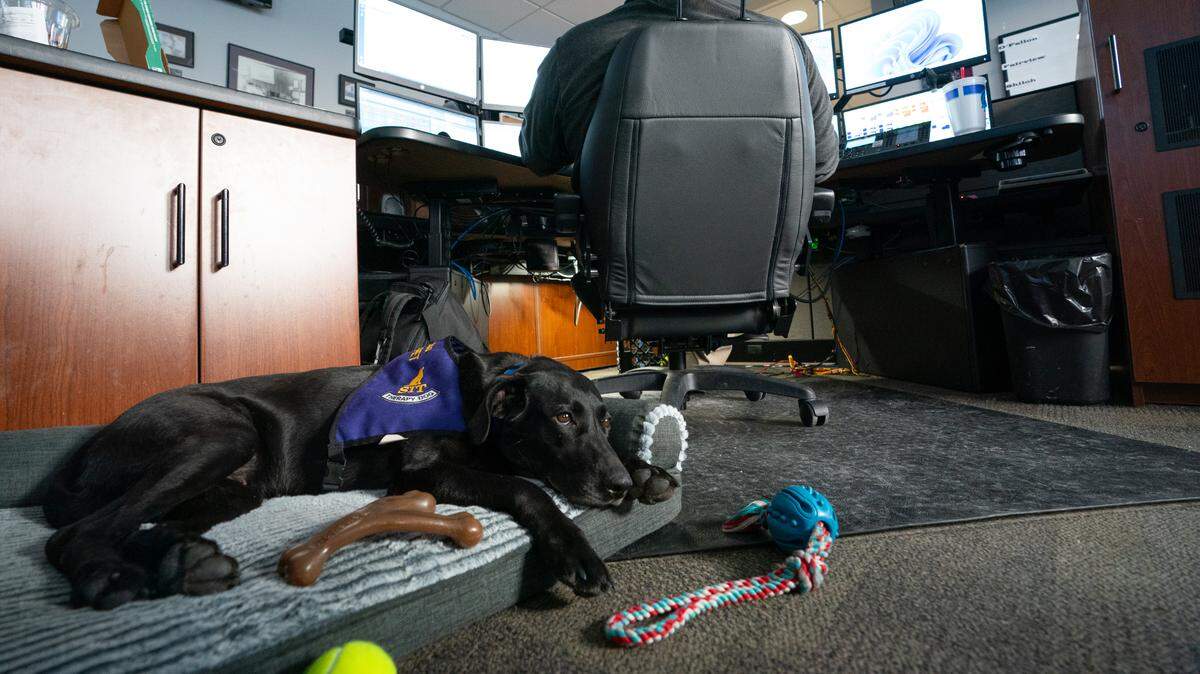 JuJube takes a rest in the O’Fallon Police Department’s dispatch office. The rescued black Labradore Retriever is a therapy dog and is the latest implement in the department’s mission to increase mental health resources for first responders.