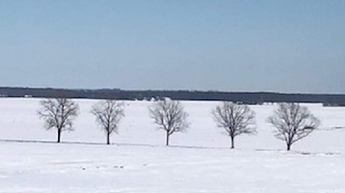 File photo. These trees are on a Freeburg Township farm.