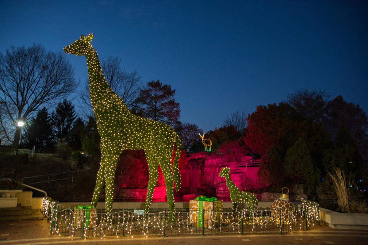 Wild Lights at the Saint Louis Zoo opens Friday and will run on select nights through Dec. 30. For hours and ticket information, visit www.stlzoo.org/wildlights.