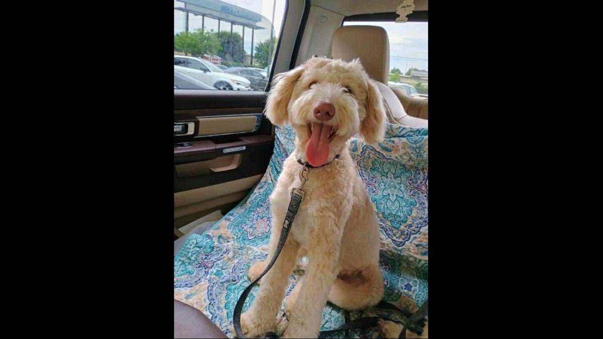 Guapo is one of dogs that survived a van fire that killed seven dogs on Interstate 270 in Glen Carbon. He is being treated at Hawthorne Animal Hospital in Glen Carbon.