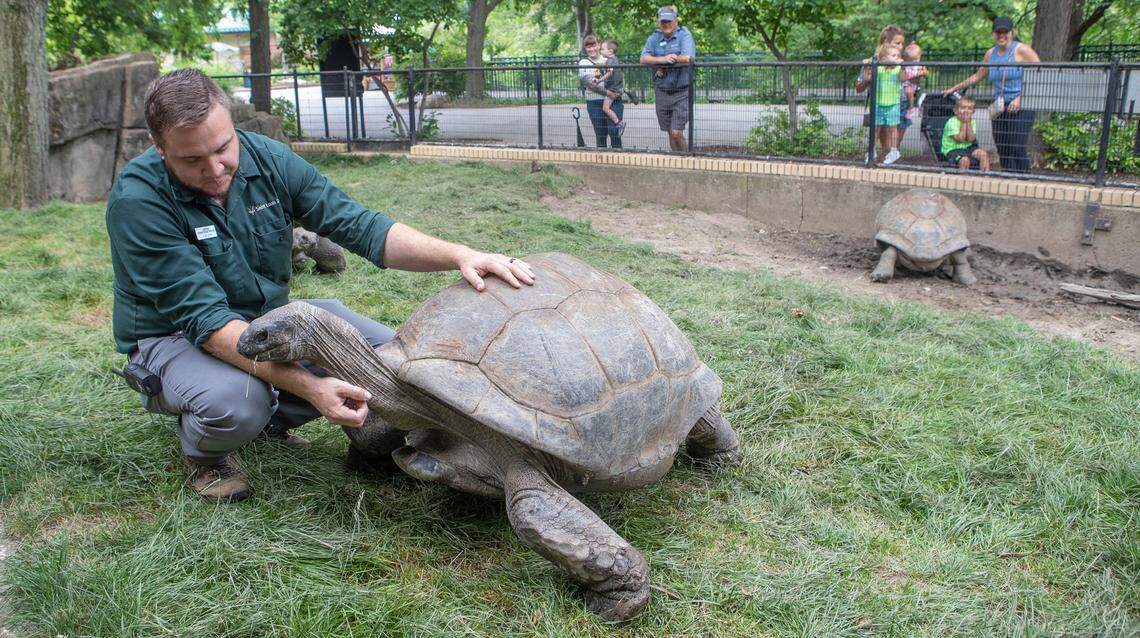 Justin Elden, Zoological Manager of Herpetology at the St. Louis Zoo, interacts with Othello, an Aldabra tortoise and one of the oldest residents at the St. Louis Zoo. In the background is Ray, an Aldabra tortoise and also one of the oldest residents. Ray and Othello are estimated to be well over 100-years-old.