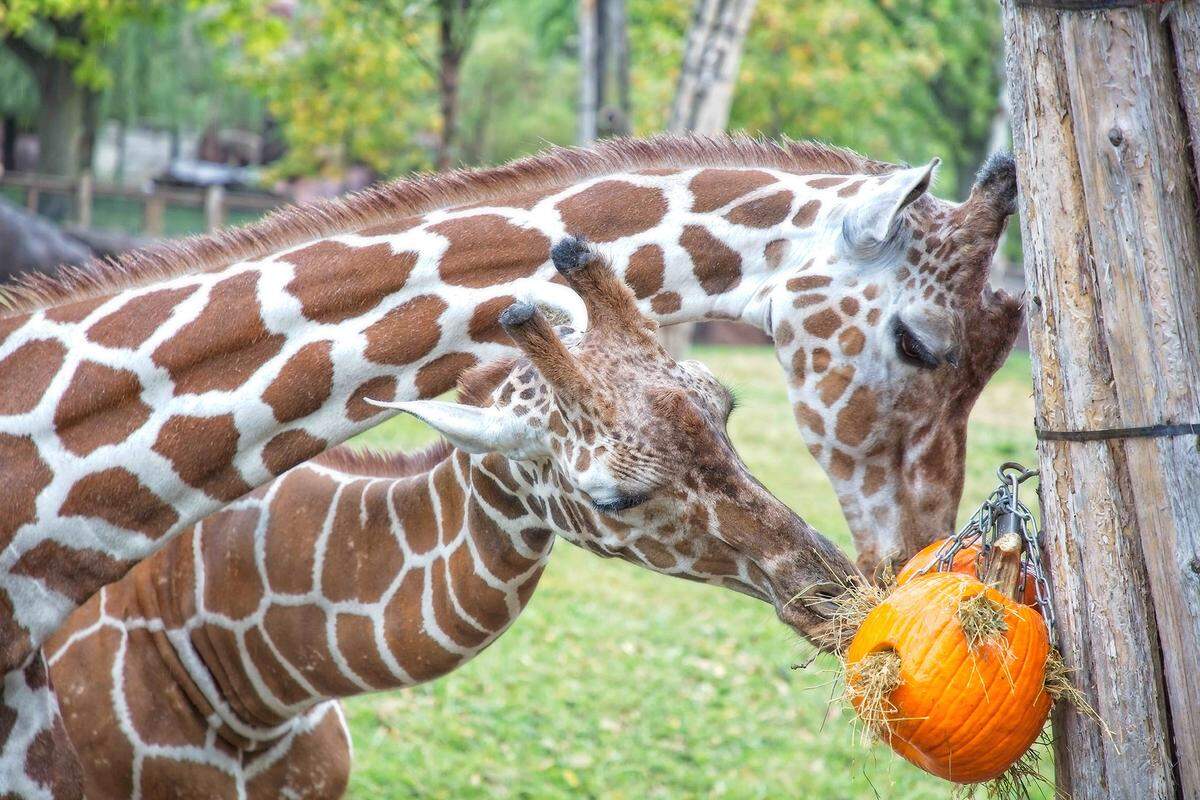 The Pumpkin Stomp ‘n’ Chomp enrichment for the animals is one of the features of St. Louis Zoo’s Halloweekends, taking place Saturdays and Sundays in October. For ticket information, visit www.stlzoo.org.
