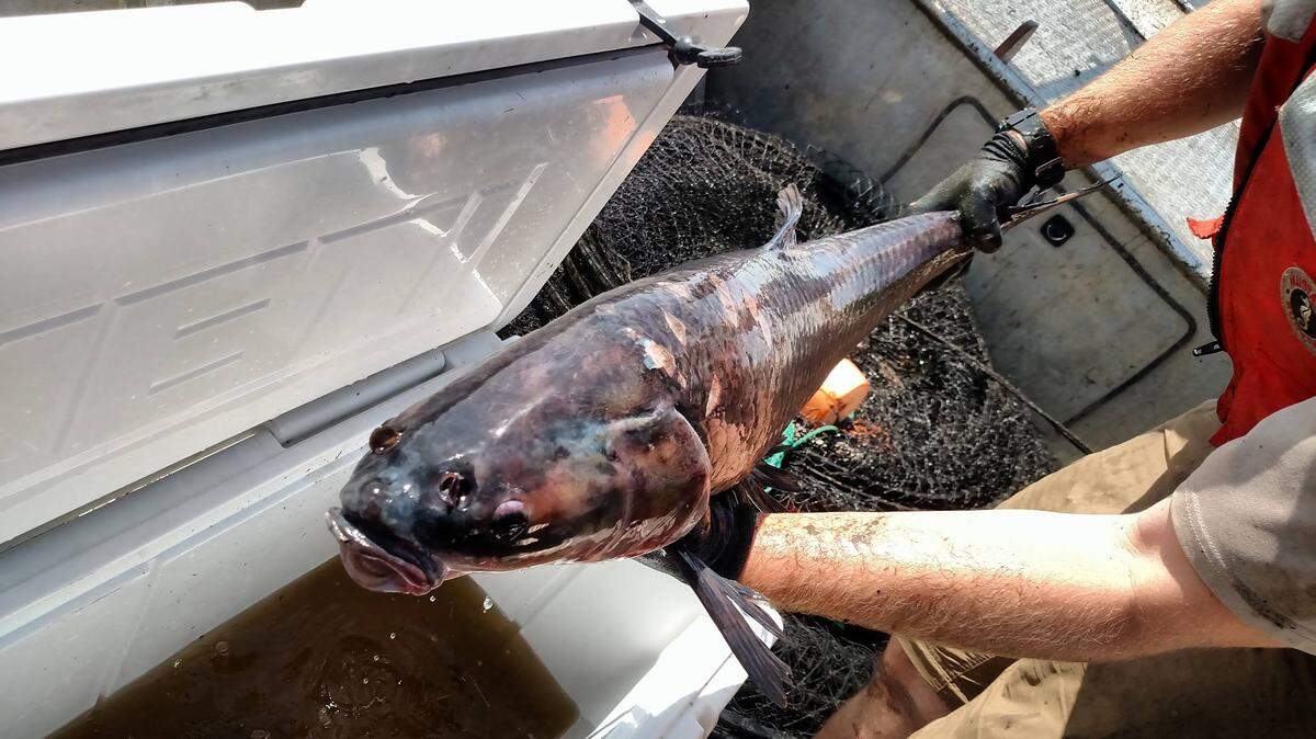 Black carp, such as the one seen collected from a lake in the middle Mississippi River in Alexander County, Ill., are invasive to North America and threaten important native species.