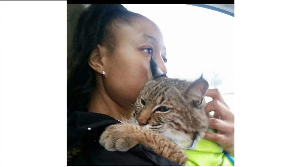 Lakesha Mayweather in an undated photo with Capone, her pet bobcat. The Illinois Department of Natural Resources seized the animal last week; she said she had permits to keep Capone.