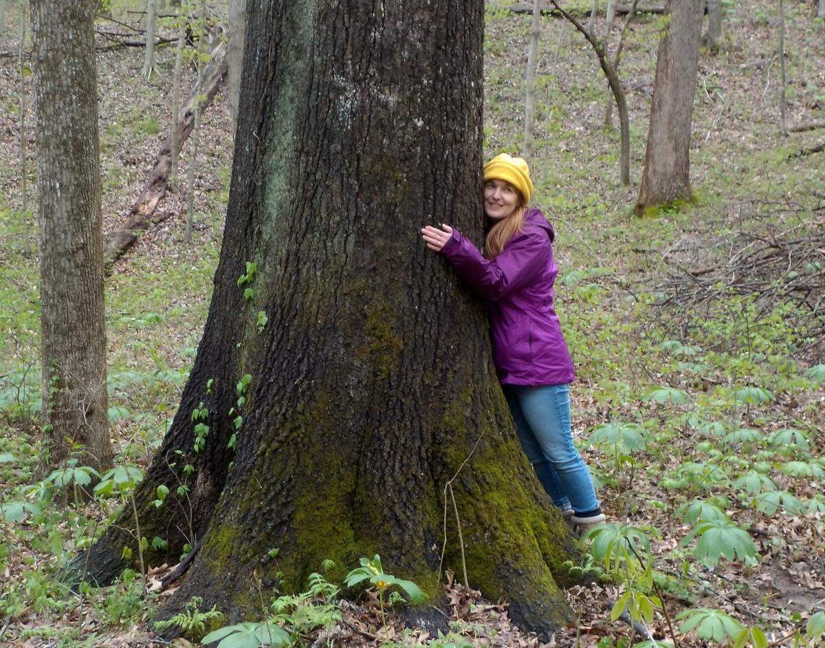 A member of the Shawnee Forest Defense!, a loose knit group of people who have come together to oppose logging in the Shawnee, hugs a healthy, old black oak in the Waterfall Project area.