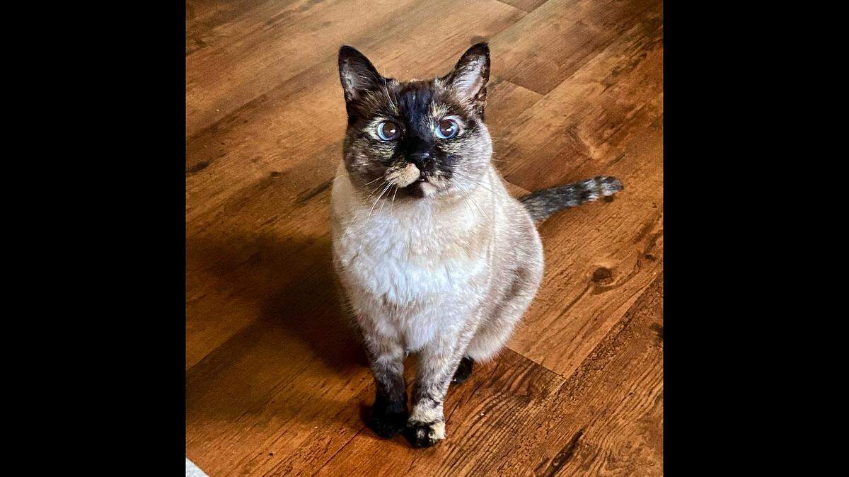 Here’s what to know about Spritz, the winner of our cutest cat contest.