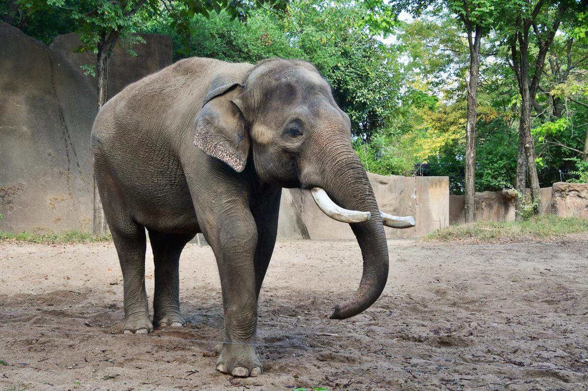 Raja, an Asian elephant at the Saint Louis Zoo