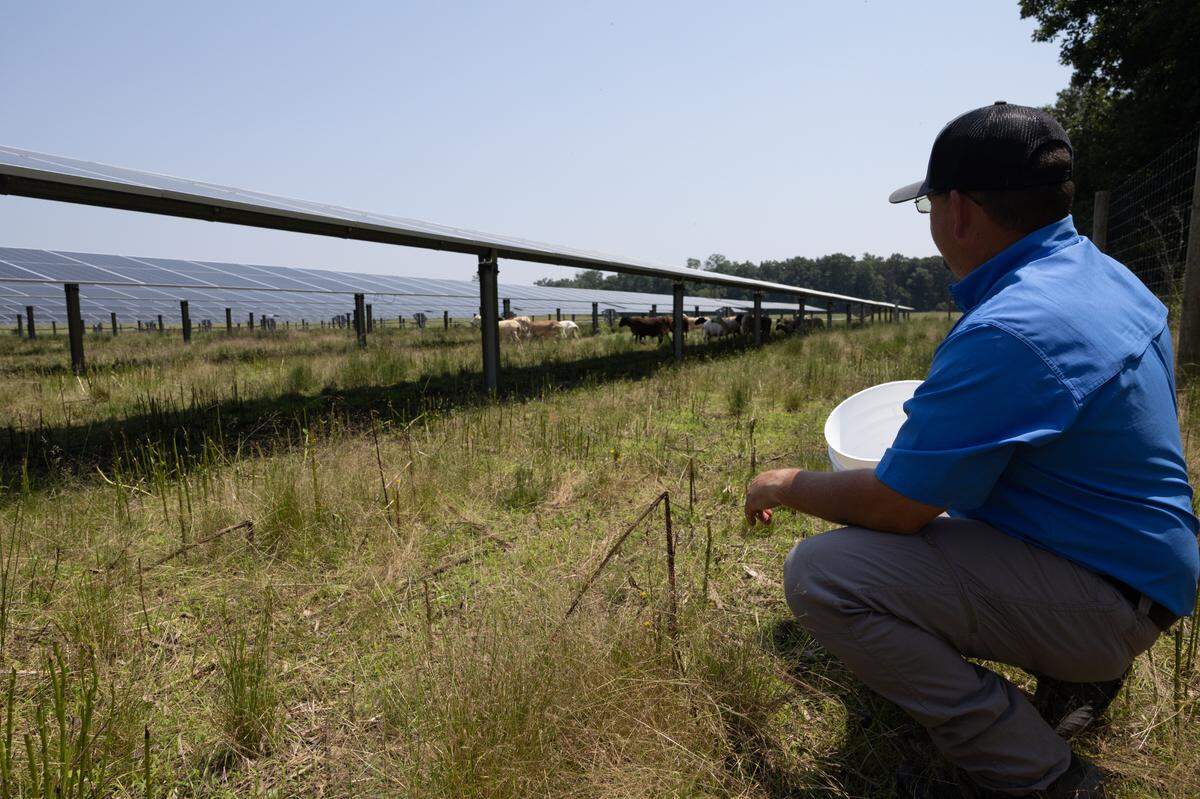 Sheep farmer Curtis Thompson watches over his sheep at a solar farm in Salem, Ill.