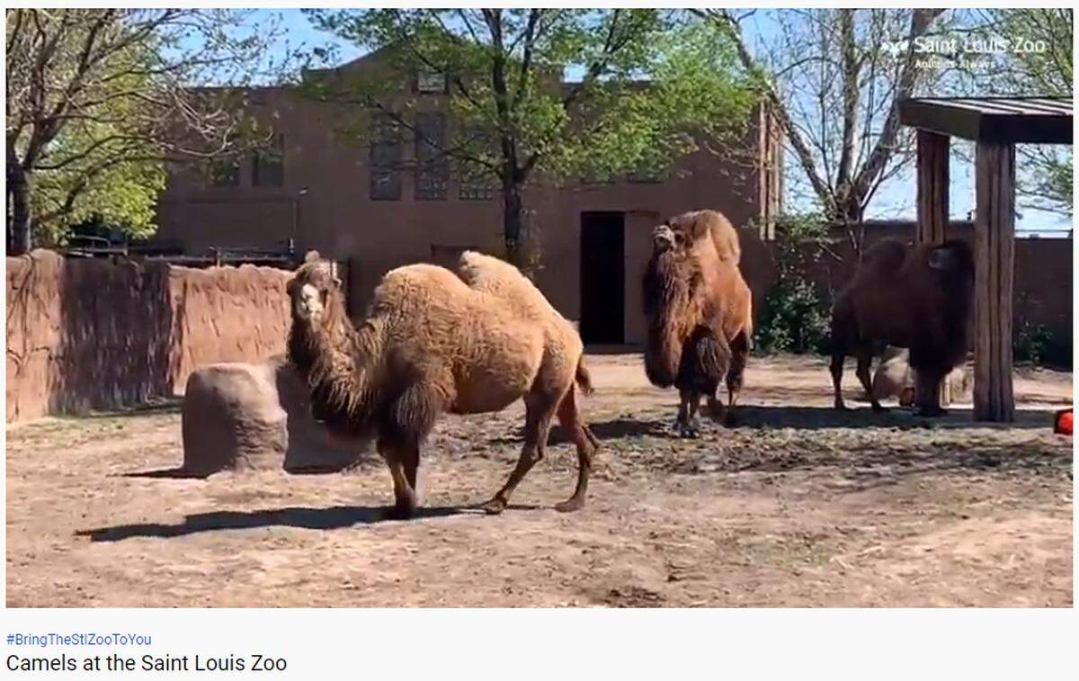 Visit the Saint Louis Zoo from home through the Zoo’s live webcams and social media. The Zoo reopens June 13. Free reservations will be required and can be made starting June 8.