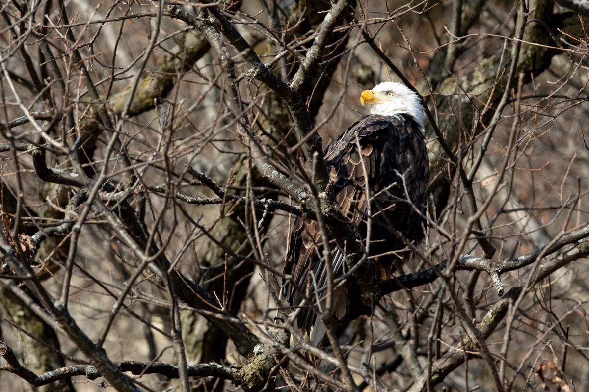 A bald eagle rests in a tree at Collinsville’s Horseshoe Lake on Jan. 21, 2025.