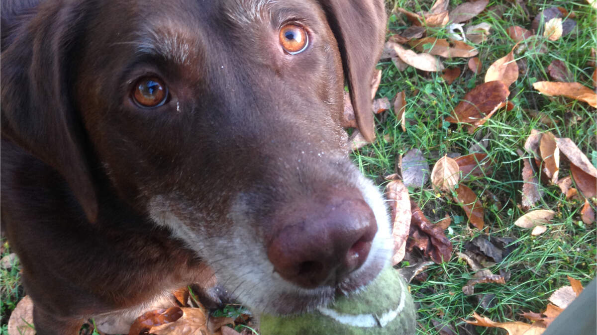 Lilly, a local representative of the Dogs4Grass Committee, decried Edwardsville's decision to spend $84,000 on plastic turf for a new dog park. Besides the affront to taxpayers, she questioned whether humans would be happy sniffing plastic.