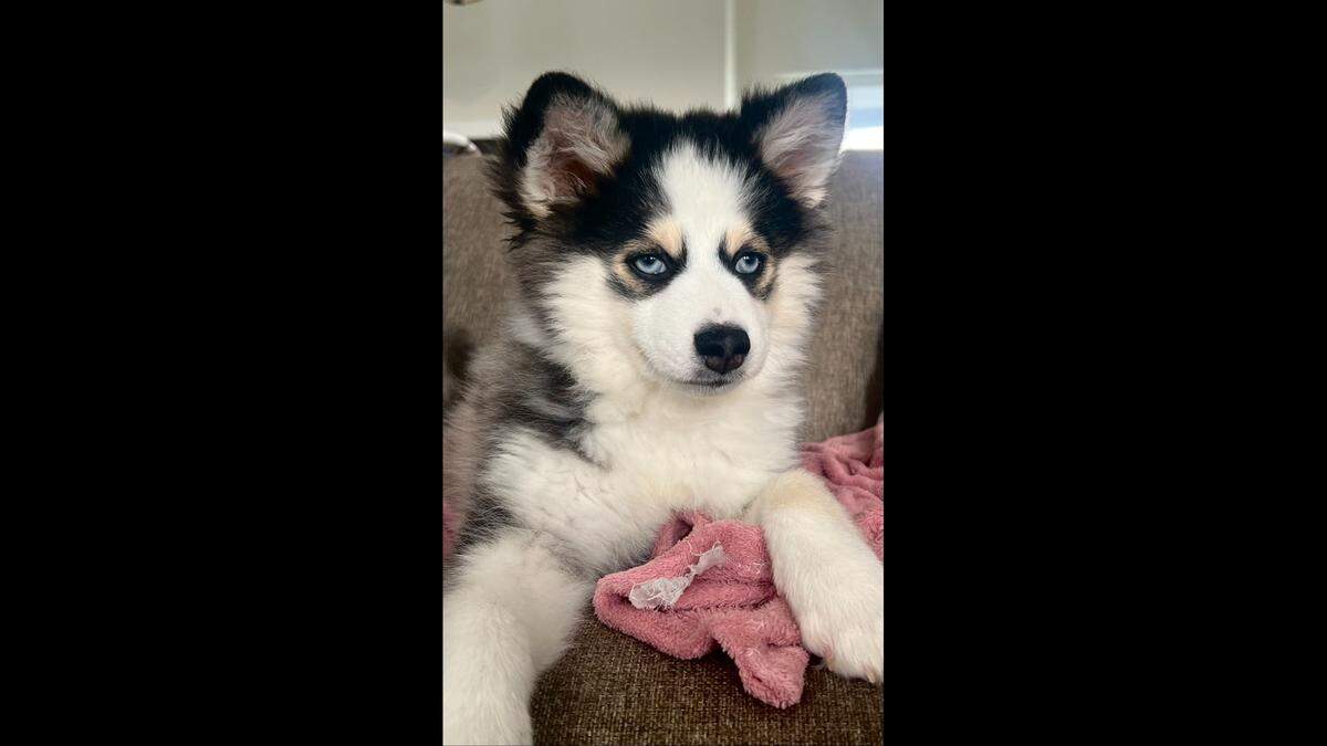 Zoey the pomsky is almost 6 months old and has been named the winner of the BND’s cutest dog in Illinois contest.