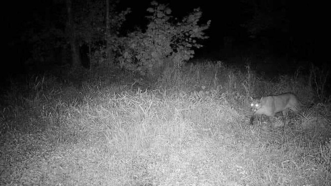 A mountain lion, or cougar, was struck and killed on I-88 in DeKalb County, an “extremely rare” animal in Illinois, wildlife officials said.