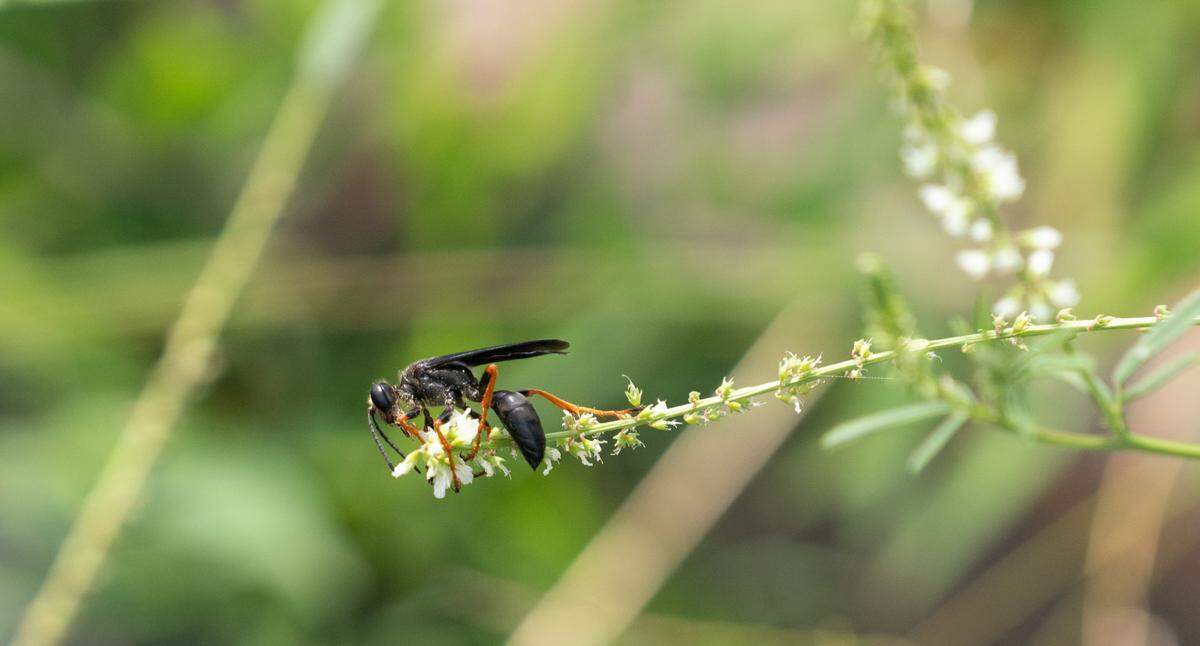 A wasp climbs a stem at Paul Wightman Subterranean Nature Preserve. For insect and macro photography lovers, this area is a gem.