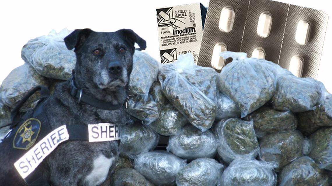 Police drug dogs can't stop smelling pot, addicts can't stop finding new abuses