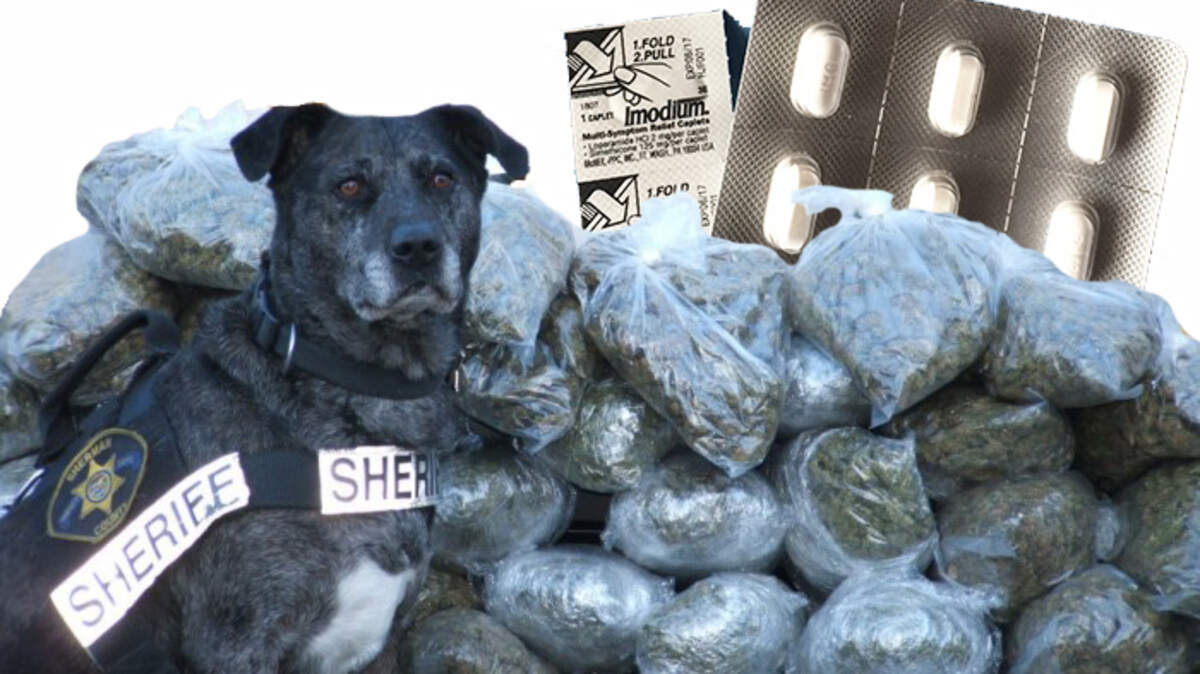 Euthanasia for drug dogs that can't unlearn marijuana is illegal? Anti-diarrhea medication the latest high for addicts? Drug war remains an other-worldly place that is too much part of this world.