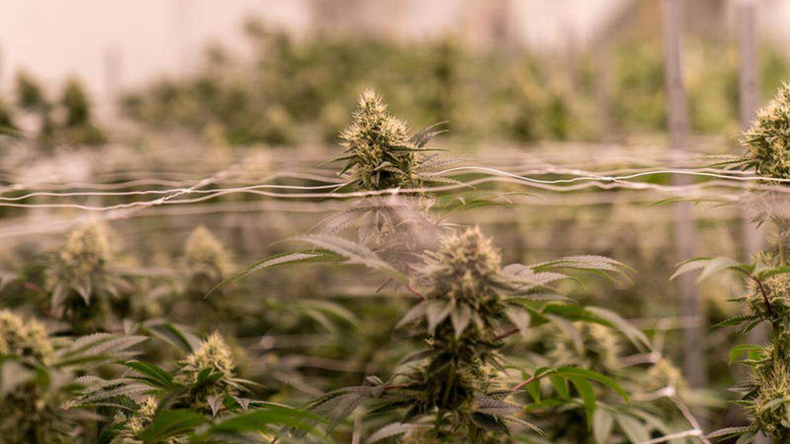 Cannabis plants grow inside Ascend Illinois indoor facility in Barry, Illinois.