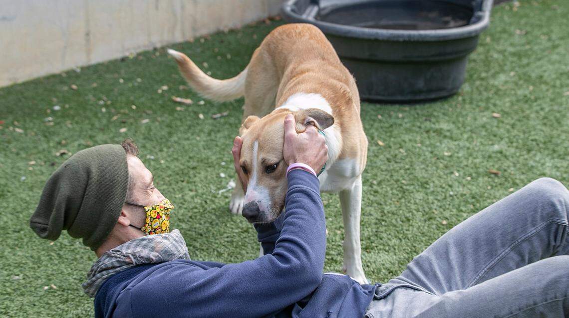 Belleville Area Humane Society shelter manager Carl Langley interacts with Doug during a socialization and play time at the shelter. Visit BAHSpets.org to find out how to adopt Doug or to donate to the organization.
