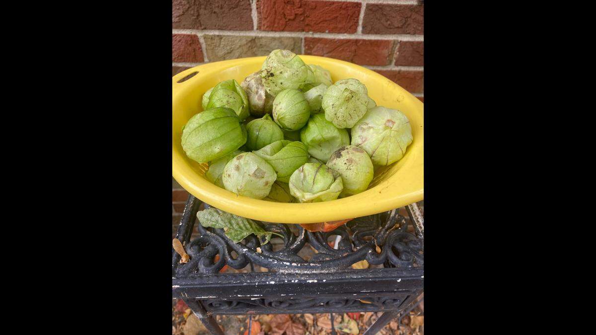 A batch of tomatillos before the husks have been taken off.