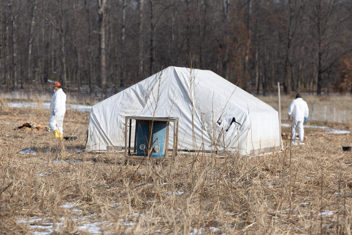 Employees with the FDA and USDA work to remove the chickens at Funk Family Farm near Freeburg on Wednesday.