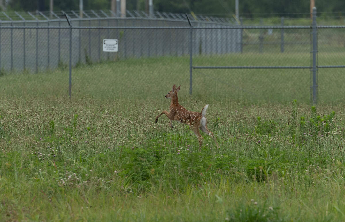 A deer fawn leaps through the grass alongside the path during the inaugural ride at the St. Clair County Transit District’s opening of its $6 million, 4.5-mile expansion of the MetroBikeLink Trail from the Scott-Shiloh MetroLink stop to MidAmerica Airport.
