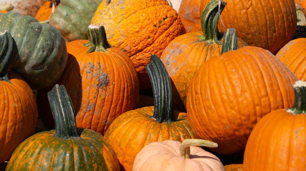 There are several fall events coming up in the metro-east. Here’s when you can find five autumn festivals offering fun for the whole family.