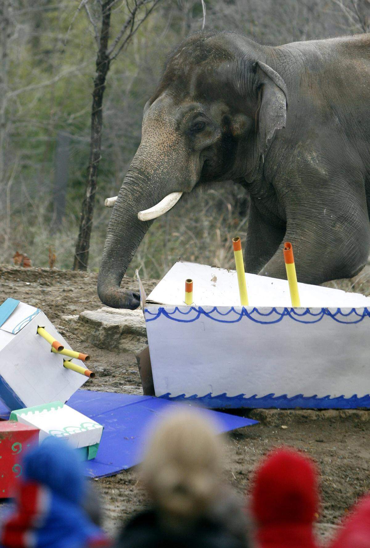 Raja, the first Asian elephant born at the St. Louis Zoo, celebrates his 26th birthday Thursday, Dec. 27 at the Zoo. Visitors are invited to help celebrate.