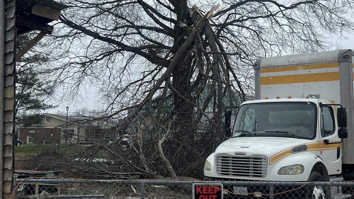A March 15, 2026, tornado damaged trees in New Athens. Here’s a roundup of severe weather terms as the metro-east sees storms Monday.