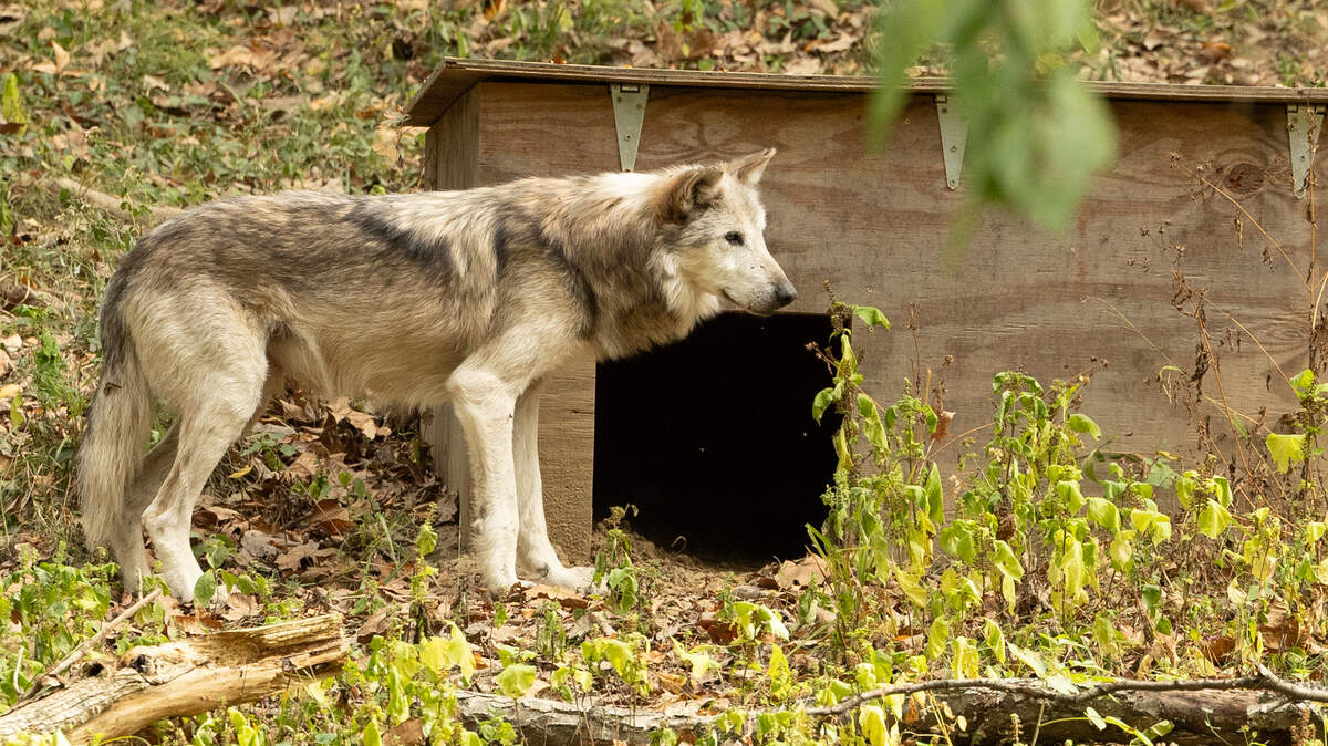 The Mexican wolf, seen here at the Endangered Wolf Center in Eureka, Mo., Oct. 15, 2025, is the most critically endangered wolf subspecies on Earth.