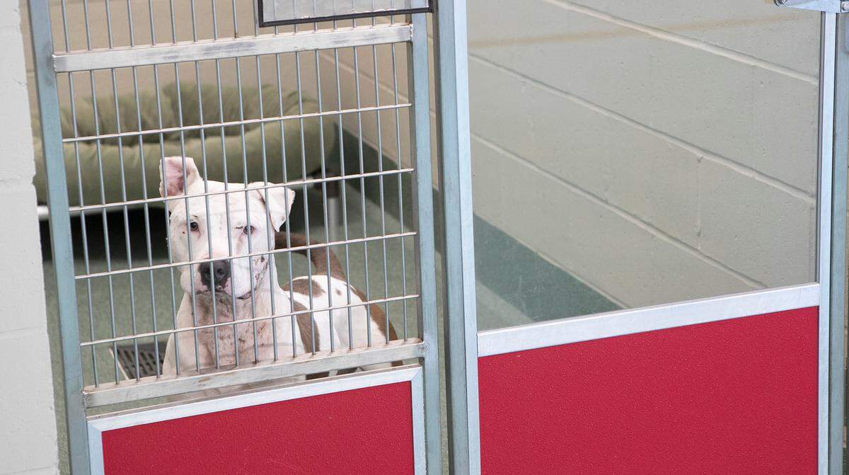 A pit-bull mix was one of three dogs being housed on Friday in the kennel at Gateway Pet Guardians.