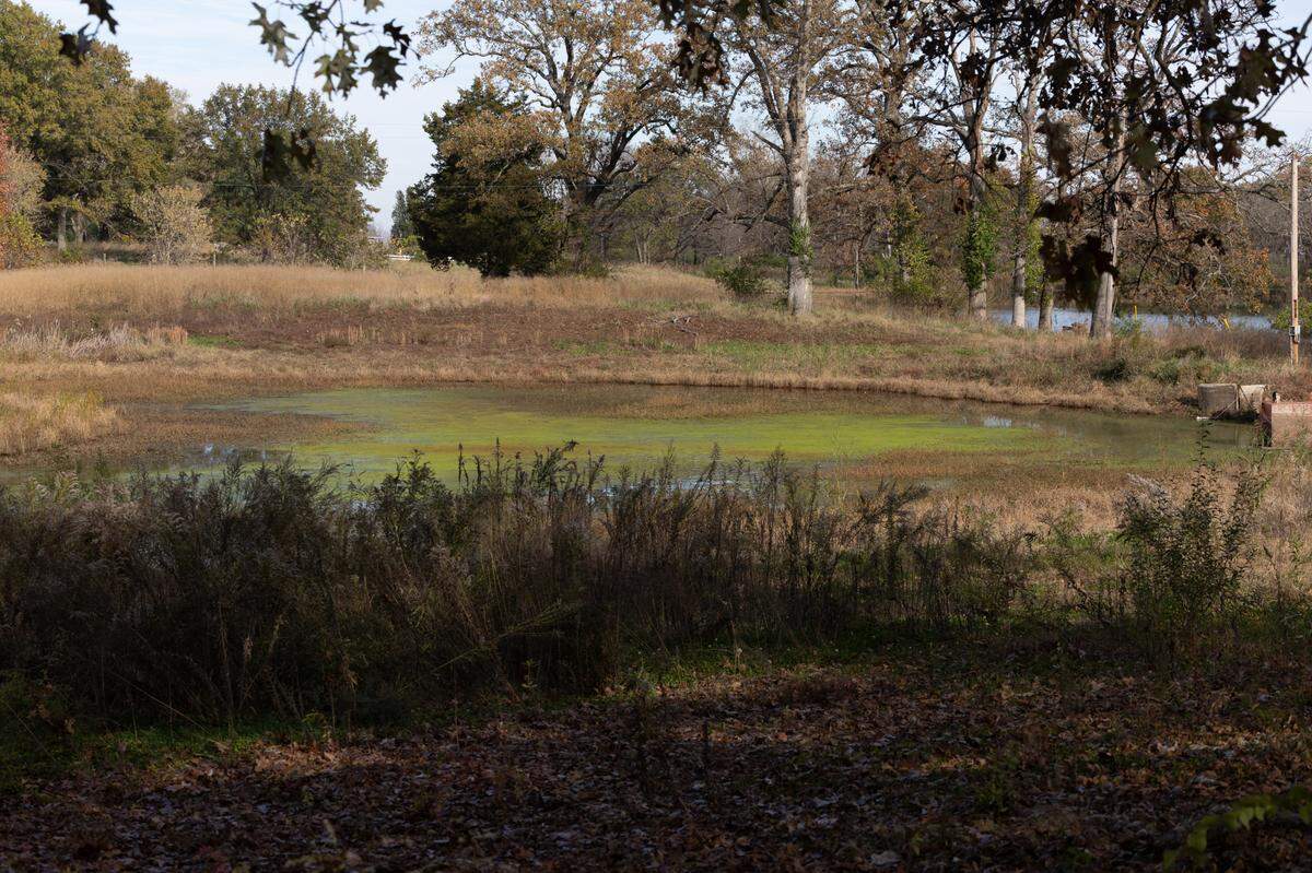 The swimming lake at the George E. Hilgard American Legion Post 58 in Freeburg, also known as the Freedom Farm, is green with algae.