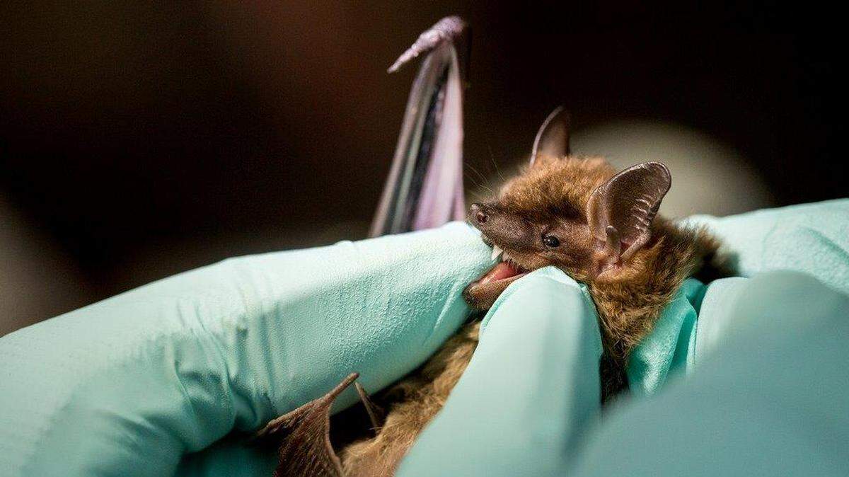 The Illinois Department of Public Health suggests that if there is a bat in your home or indoor area, close the door and call the local health department.
