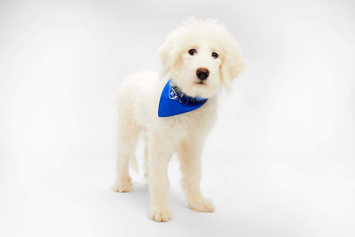 Maridpaw was among three puppies from the Humane Society of Missouri to compete in the most recent Puppy Bowl.
