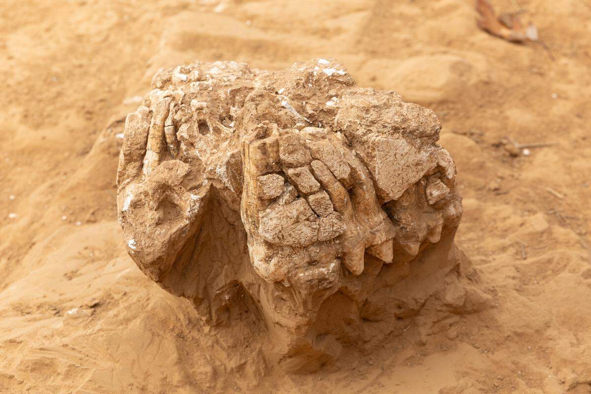 A piece of a mastodon tooth unearthed at Principia College on Dec. 5, 2024, two years after a tractor operator and amateur archaeologist happened to stumble upon it while building a new road.
