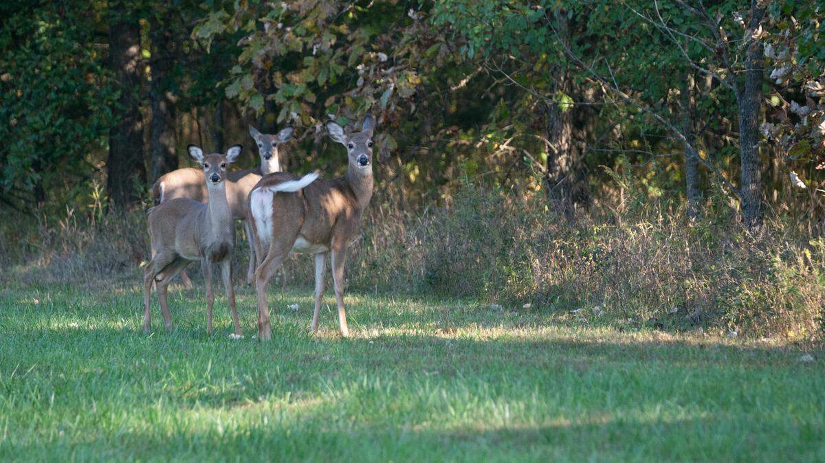 This file photo shows deer outside the woods of Silver Creek Preserve in Mascoutah, Ill. on Oct. 16, 2023.