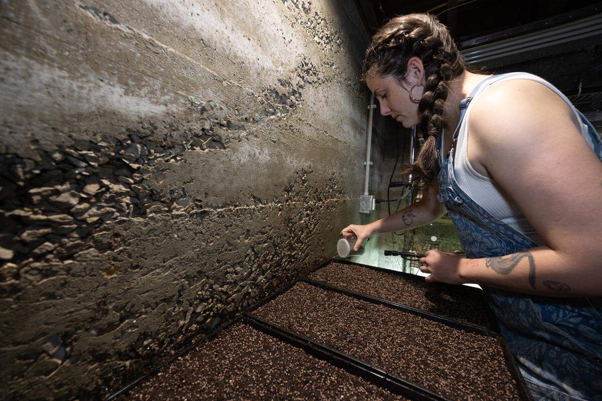 Allie Joyner, who works at Rumblin’ Ernie Farm in Columbia, sews radish microgreens in the farm’s basement facility. Joyner is the first employee hired by Ben Stumpf, the owner of the small Monroe County farm.
