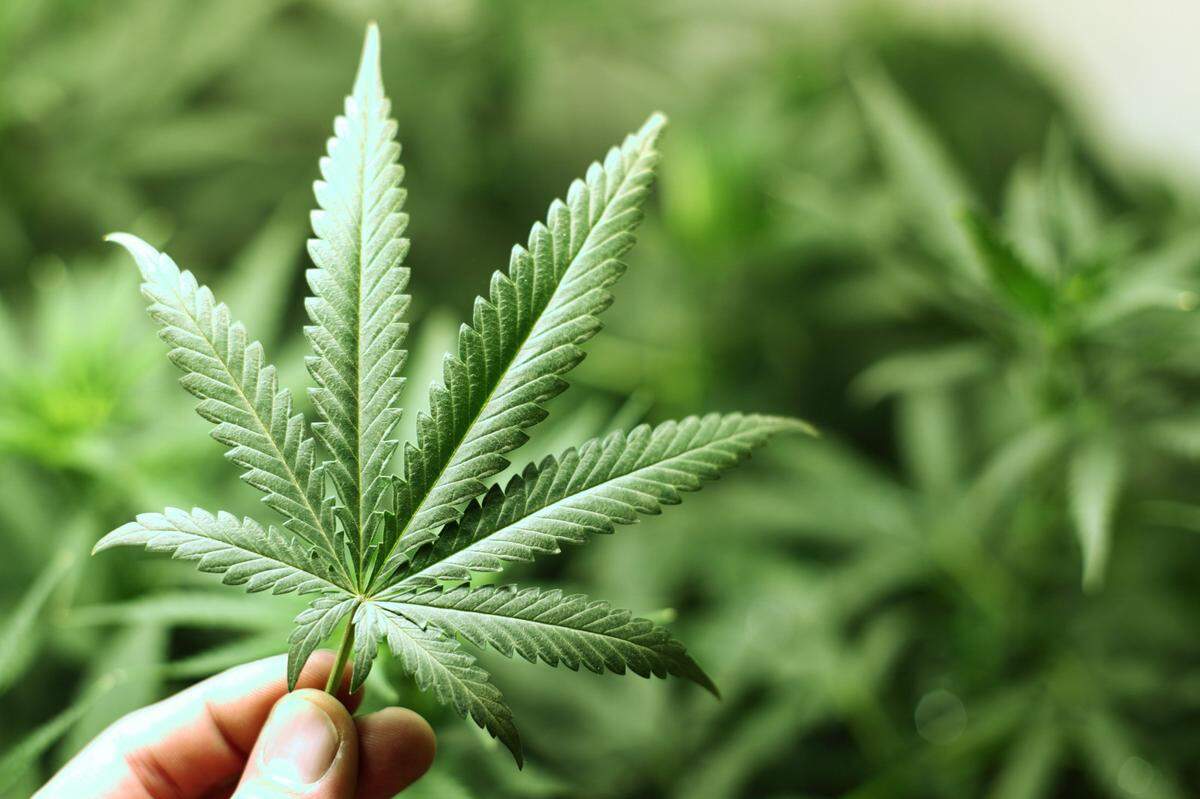Care and Counseling in St. Louis will host a workshop exploring medical marijuana. Online registration for the March 27 workshop is available at https://careandcounseling.org/seminars.