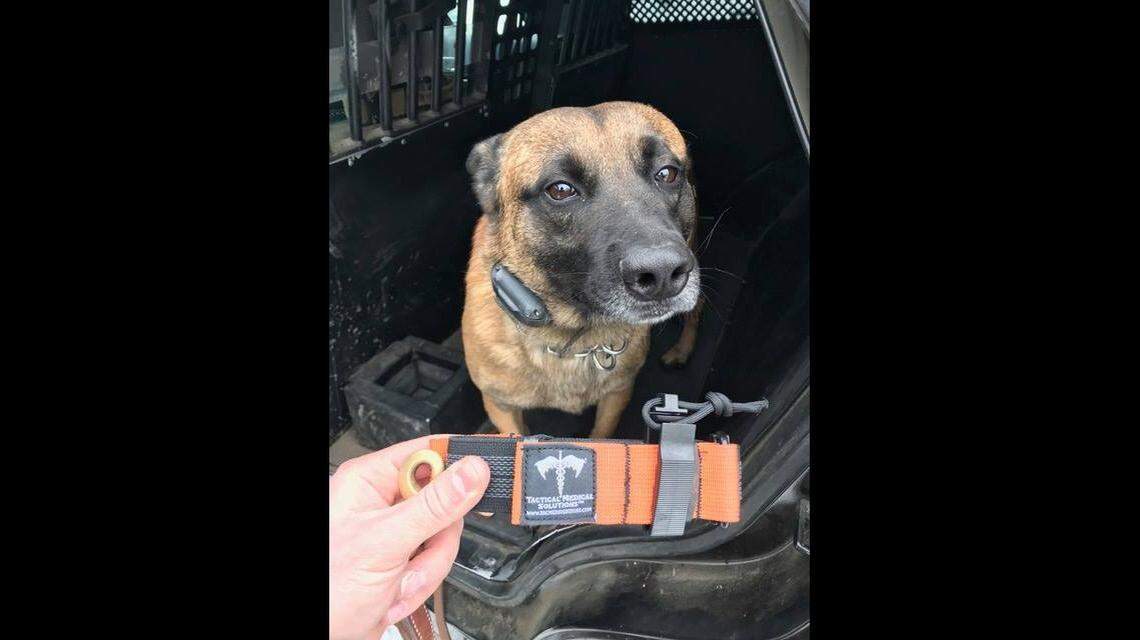 During an arrest in Illinois, a suspect fled and tried to drown Rico, a police dog, when he chased after the suspect, cops say.