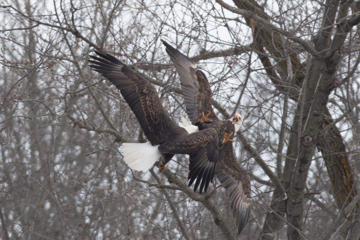 Two eagles in a courting display as they fly down the Kaskaskia River toward Carlyle Lake on Jan. 10, 2025.