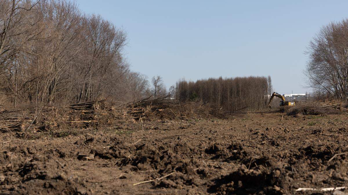 Trees are being cleared behind the Lowe’s in Belleville’s Green Mount Commons Shopping Center.
