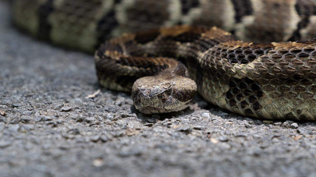 A timber rattlesnake, which the IUCN has classified as “threatened.”