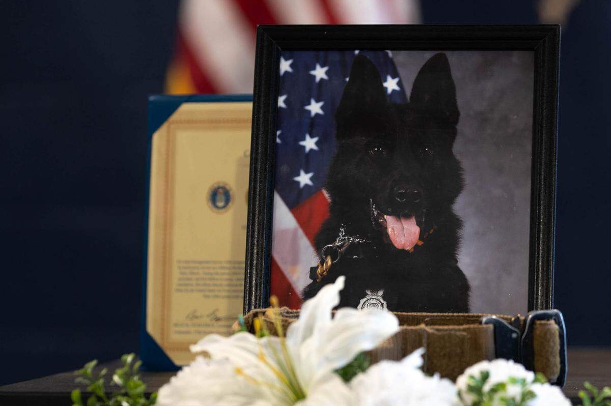 A picture of U.S. Air Force K-9 Kaso Y305, 375th Security Forces Squadron patrol and narcotics military working dog, sits atop his kennel during a memorial ceremony on Scott Air Force Base. Members of Team Scott gathered to honor Kaso’s life and support those who were close to him.