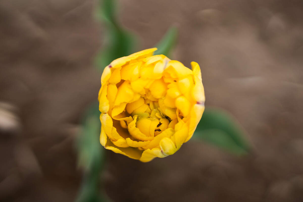 A detailed overhead of a blooming tulip at the Eckert’s Farm Tulip Trail on Friday in Belleville.