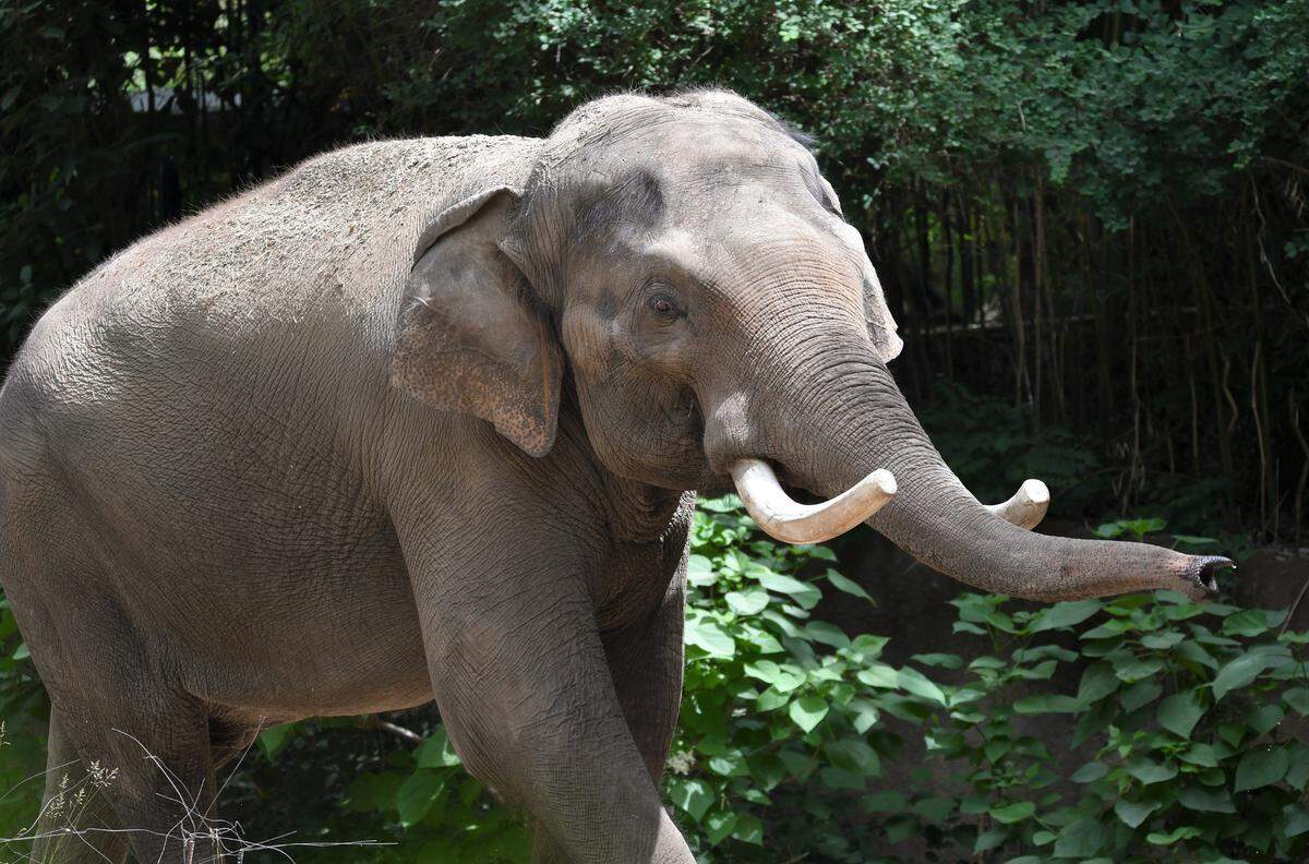 Raja the Asian elephant turns 30 on Tuesday, Dec. 27. Join the birthday celebration at the Saint Louis Zoo. Admission to the Zoo and Raja’s birthday is free. For more information, visit stlzoo.org/raja.