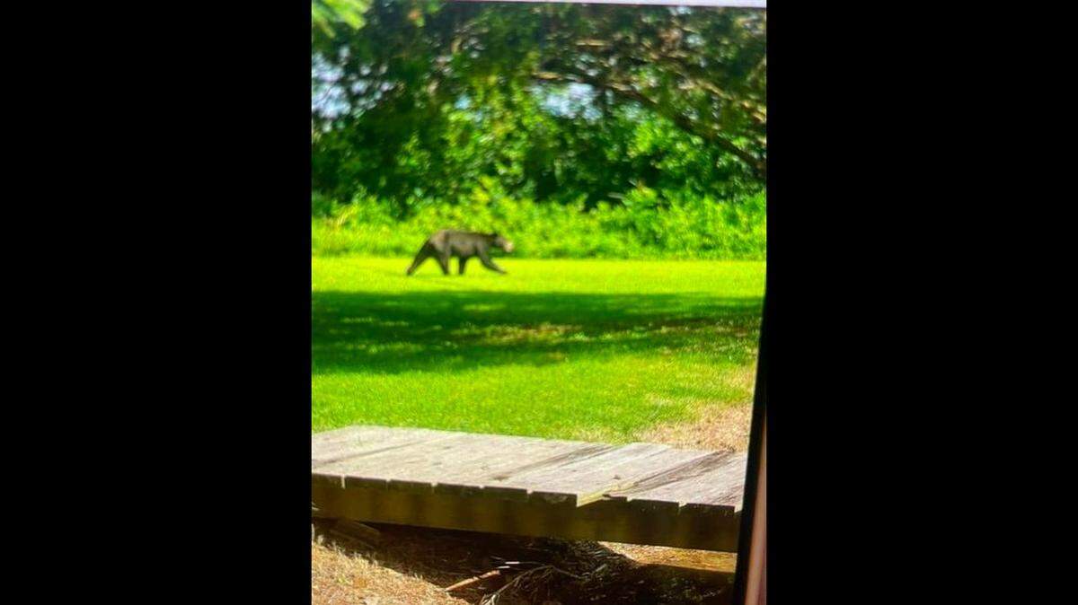 The Carrier Mills Police Department has posted this photo of an apparent black bear seen in the town. The photo was posted on the department’s Facebook page Thursday.