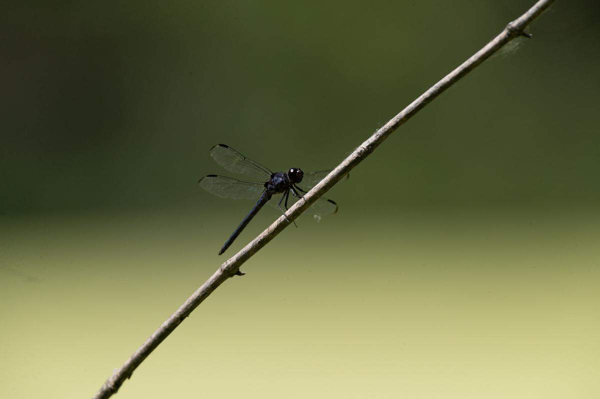 A dragonfly perches on a fallen twig at Paul Wightman Subterranean Nature Preserve