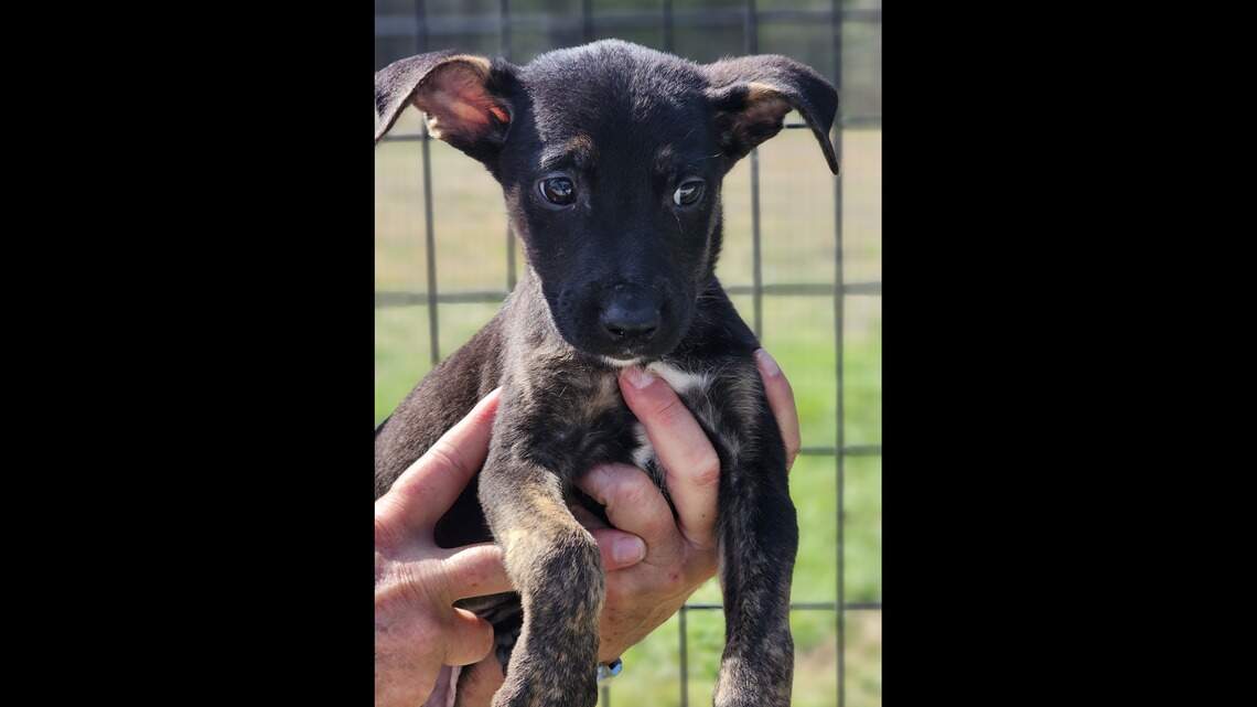 Step aside Jarvis. Meet Seth Arfis, the Hurricanes’ Stanley Pup competitor