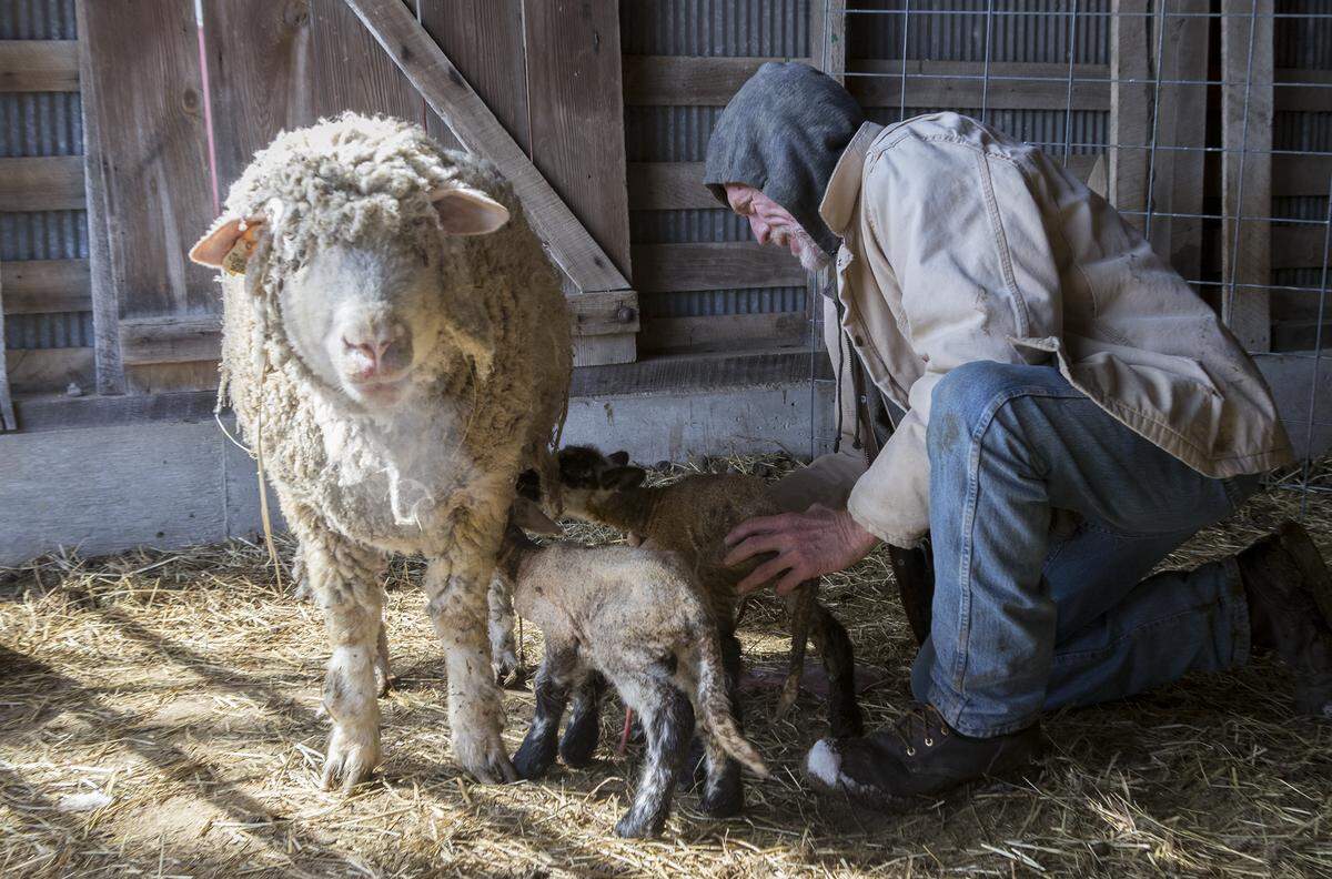 In this 2019 file photo, Alan Blumhorst helps newborn sheep find their mother’s milk at Rainbow Ranch in rural Nashville.