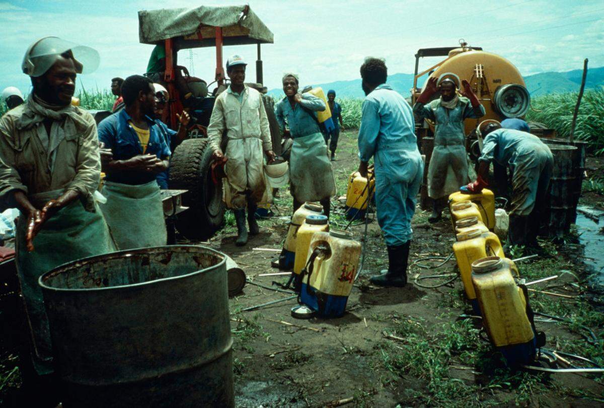 Workers on a sugarcane farm in Papua New Guinea load diluted paraquat into their backpack sprayers in 1990.
